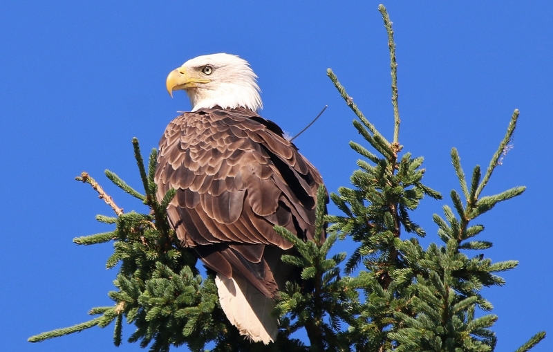 Aigles_de_la_municipalité_de_Lac-des-Aigles_16_juillet_2016.JPG