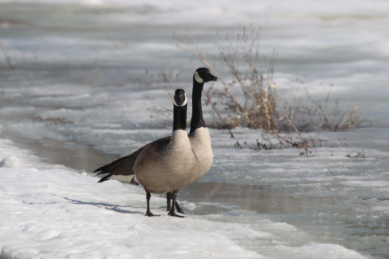 Image Lac des Aigles 001